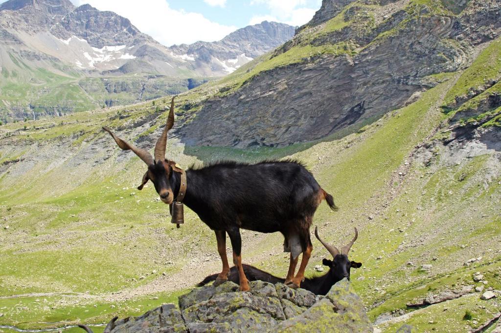 ホテルLe Relais Des Vaudois Freissinieres エクステリア 写真